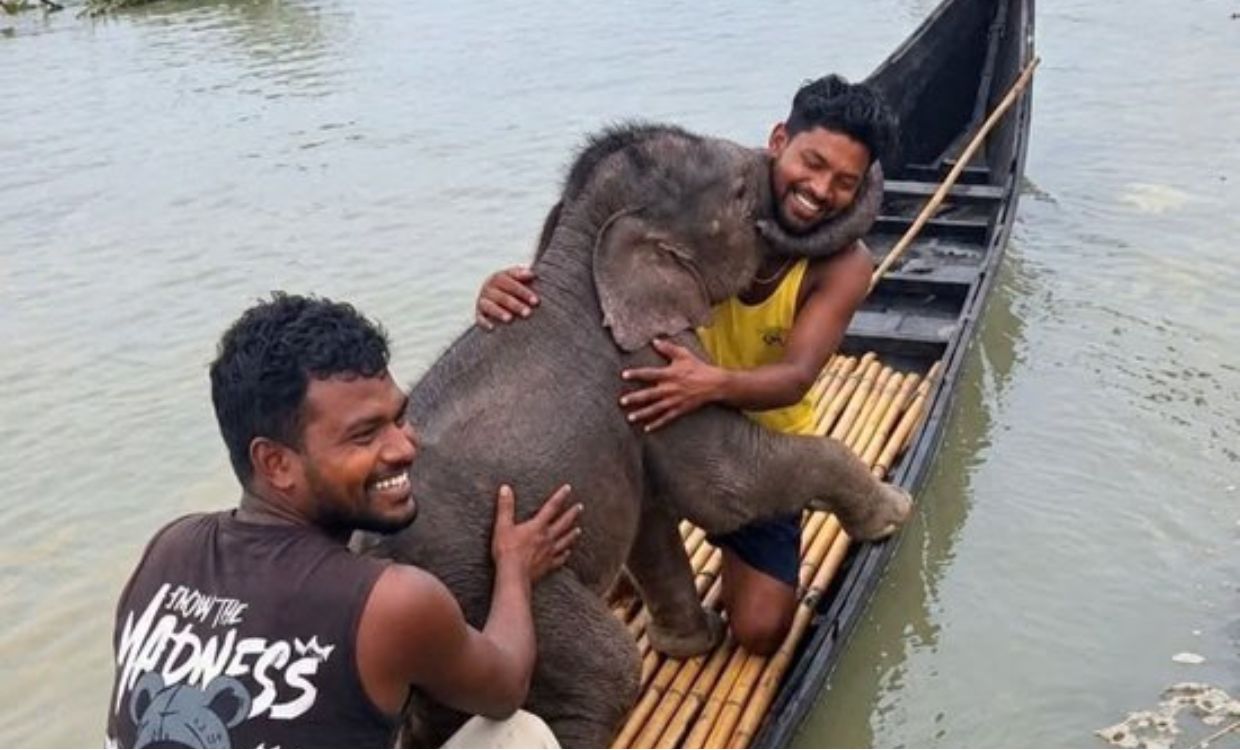 Elephant Rescue