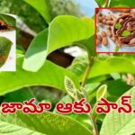 Guava Leaves