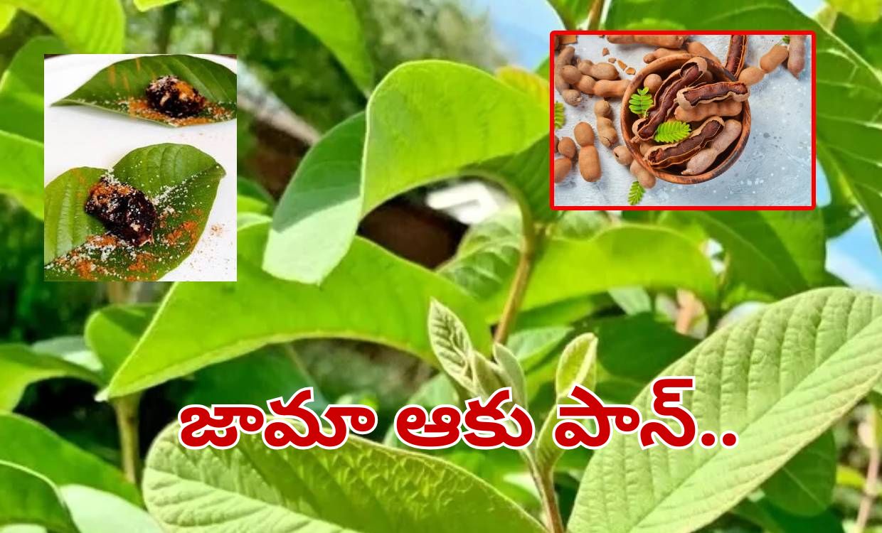 Guava Leaves
