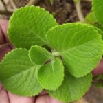 Ajwain Leaves