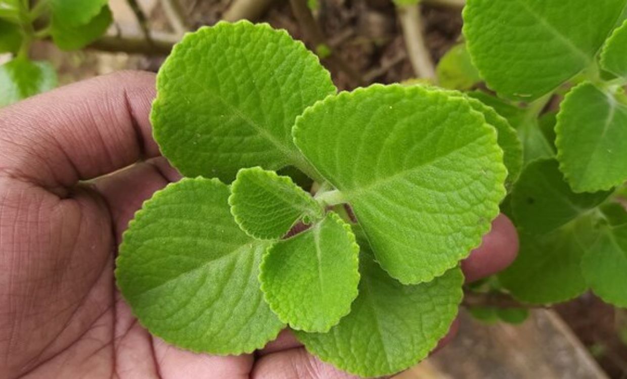 Ajwain Leaves